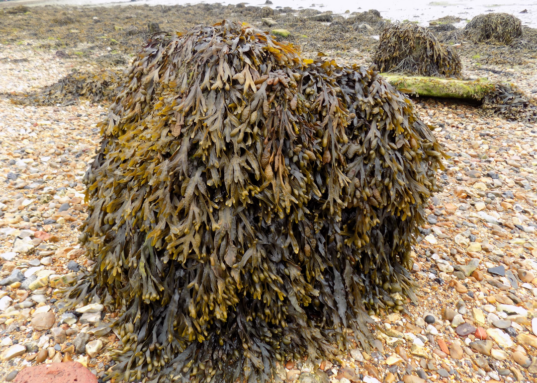 Bladderwrack Powder