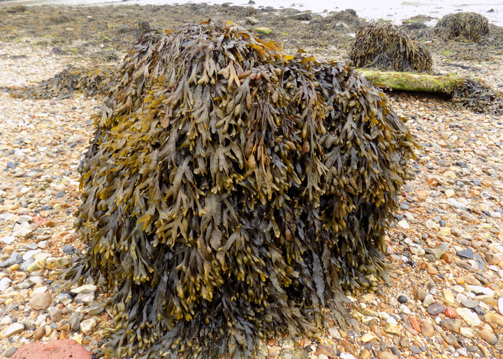 Bladderwrack Powder