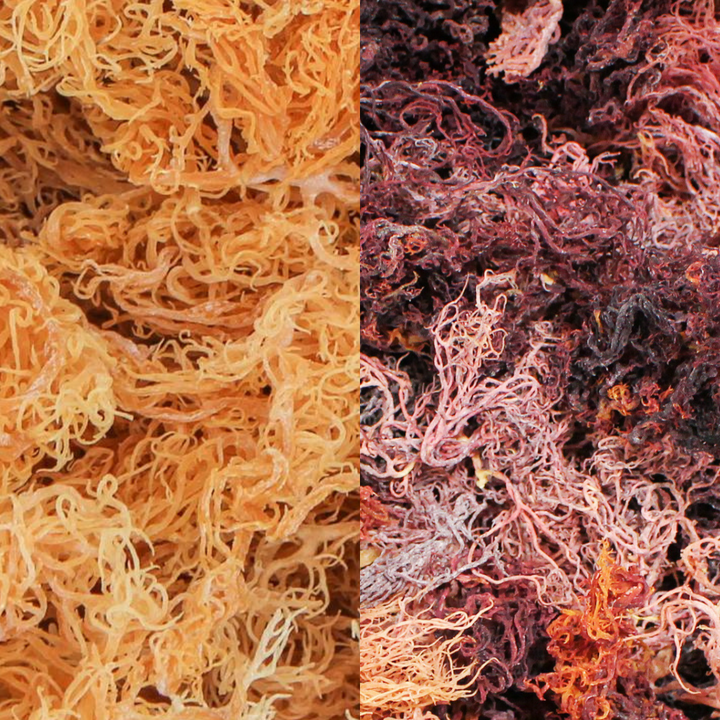 Wholesale Dried Bulk