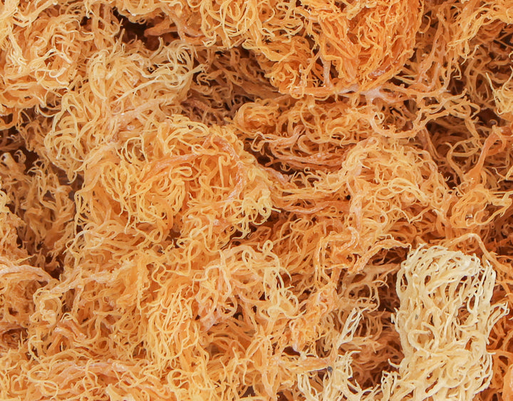 Wholesale 12 Pack Sea Moss, 2 oz